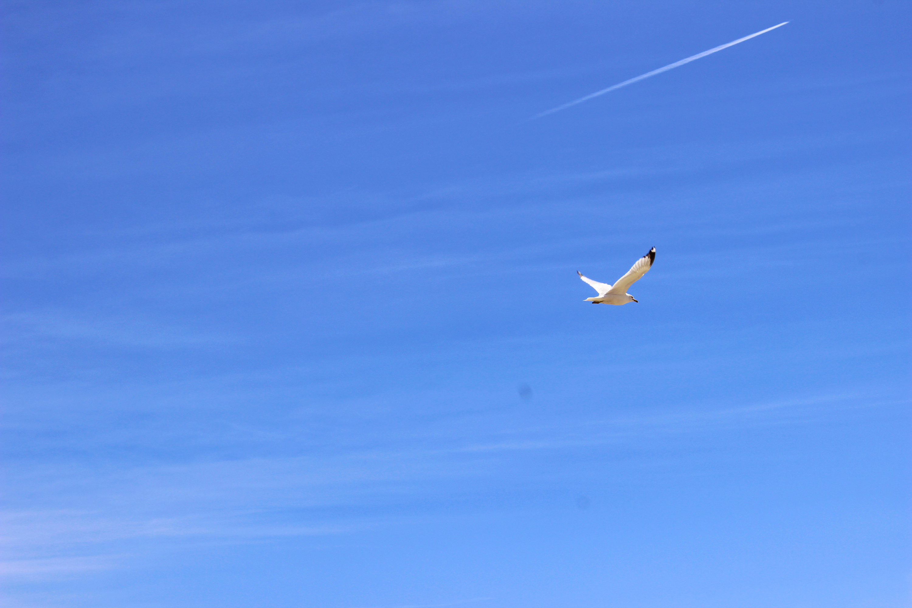 seagull2